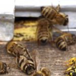 Čebelji koridor uspešen v primeru čebeljega ropa